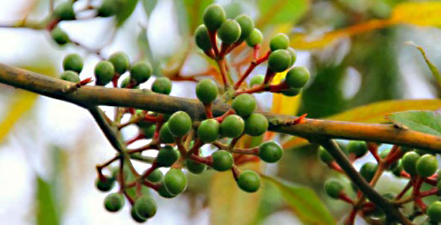 Litsea Cubeba: proprietà e usi