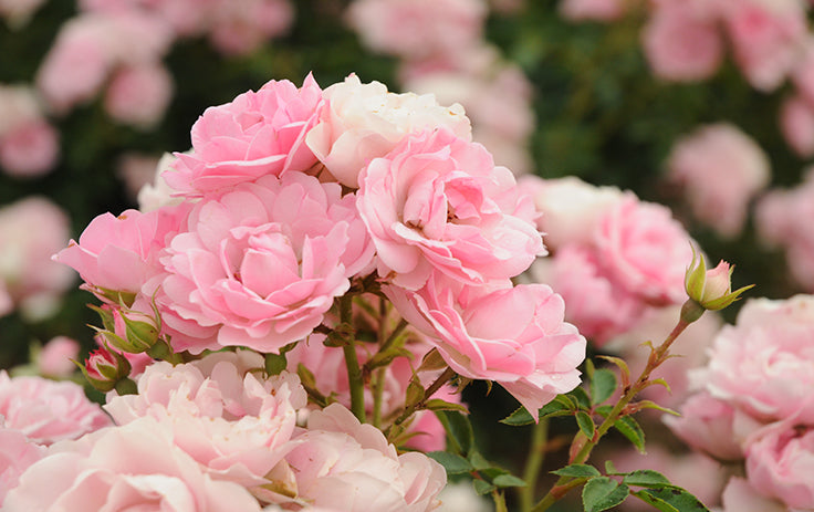 Olio essenziale di Rosa Damascena: proprietà, benefici, usi