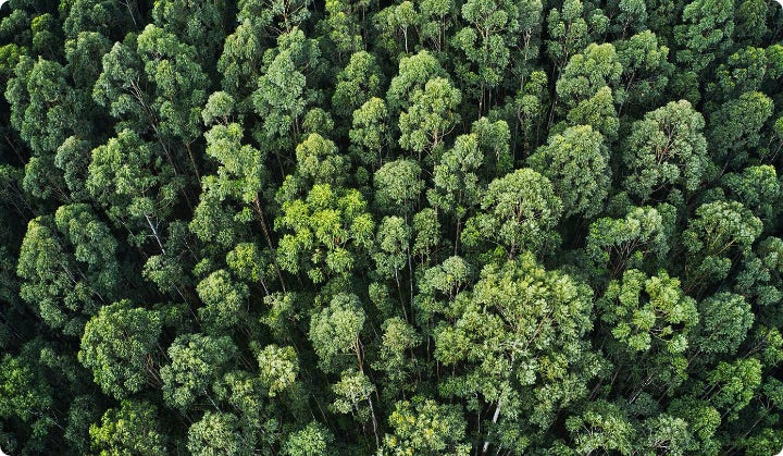 Alla scoperta dello Shinrin-Yoku: il bagno di foresta giapponese