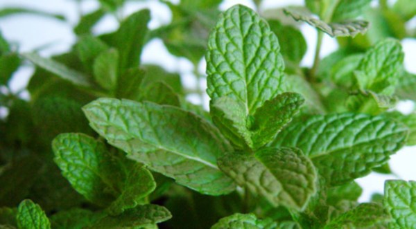 Olio essenziale di Menta Piperita: proprietà, benefici e usi