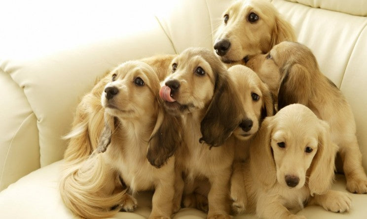 Oli essenziali per cani: come usarli, quali scegliere