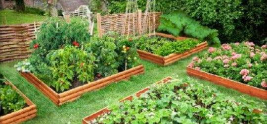 Gli oli essenziali per la cura di orti e giardini