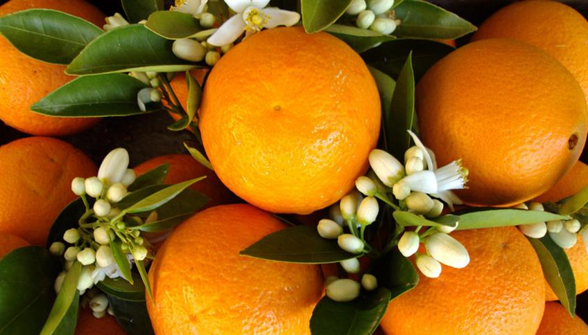 Olio essenziale di Arancio: il profumo della serenità